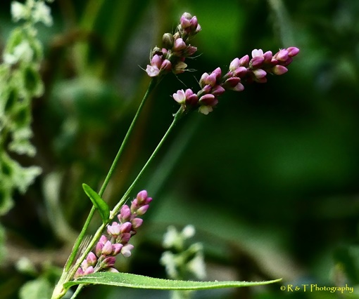 {Persicaria longiseta}